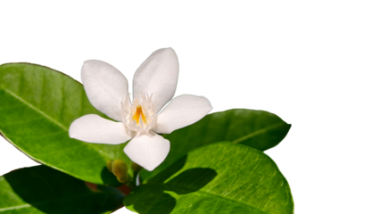 Close-up single pristine white jasmine-like flower positioned against of vibrant green foliage. Flower features distinct petals and small delicate yellow-orange center and copy space