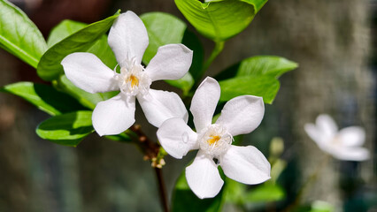 close-up macro two white star-shaped flowers, likely a type of jasmine, gardenia, or crepe jasmine, with a soft-focus, blurred green background.