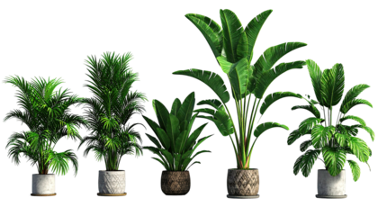 Group of potted tropical plants with varied leaf shapes, textures