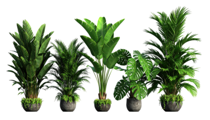 Five lush, leafy plants in textured stone pots