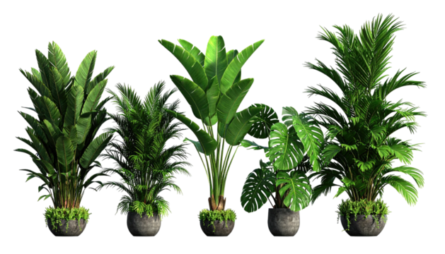 Five lush, leafy plants in textured stone pots