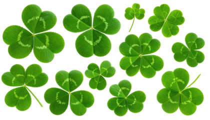 Lush green clover arrangement against a black background