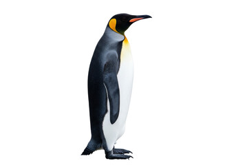 Isolated king penguin standing upright facing right, its vibrant plumage a sight to behold