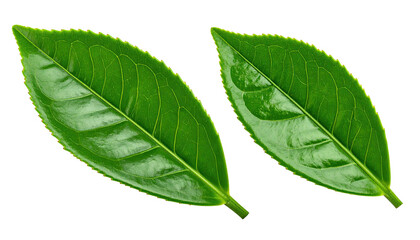 Two bright green leaves with visible veins on a stark black background
