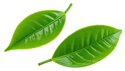 Two glossy green leaves with prominent veins against black