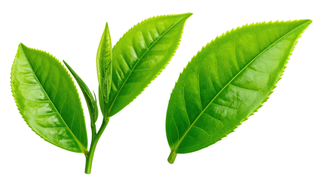 Two clusters of vibrant green tea leaves on a black background