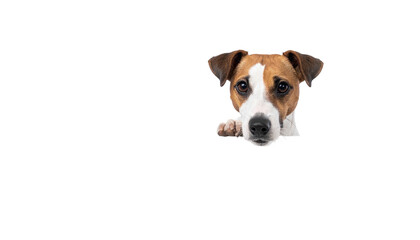 Jack Russell Terrier peeks out, paws over the edge