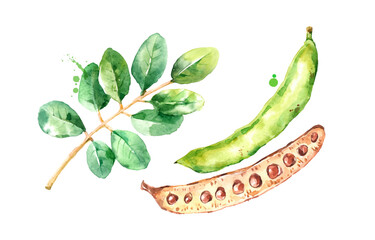 Watercolor carob illustration. Painted isolated vector illustration of superfood