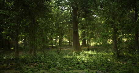 Sunlight filters through a dense canopy, illuminating the lush greenery of a tranquil forest. The ground is covered with soft foliage and scattered sunlight creates a serene atmosphere.
