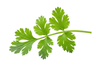 Isolated branch of fresh, vibrant cilantro with detailed leaves and stem, herb ingredient