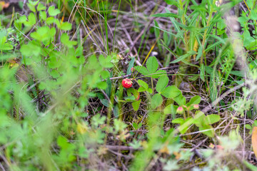 A Wild Strawberry Delightfully Growing Among the Lush Greenery of the Countryside