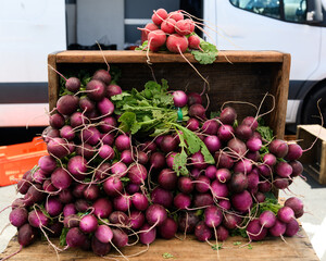 Bunches of fresh radishes, a root vegetable in the mustard family, on display in an outdoor farmer's produce market.