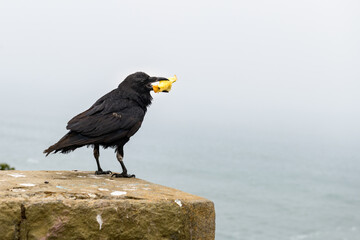 A large, black bird, a Common Raven (Corvus corax), holding an apple core in its beak while perched on a stone wall by the water.