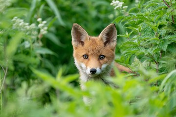 Fototapeta premium Young fox cub peeking through lush green underbrush in the wild