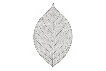 Skeleton leaf showing intricate natural veins on transparent background