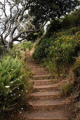 Steps on a dirt trail rising up through a forest of trees, scrubland and wildflowers along the northern California coast in the Marin Headlands.