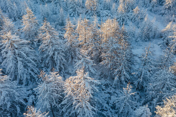 Top view of snow-covered larch trees. Aerial photography of the winter forest. The tops of the trees are illuminated at sunrise. Beautiful northern nature. Cold winter weather. Natural background.