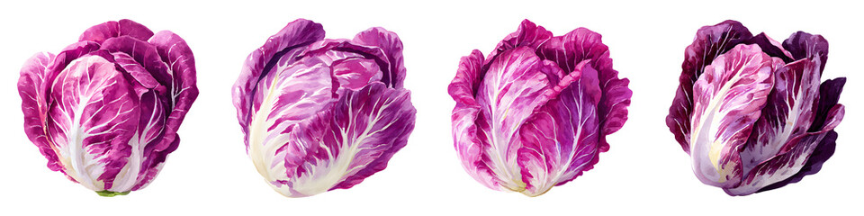 Obraz premium Watercolor radicchio with purple leaves, illustration set isolated on transparent background
