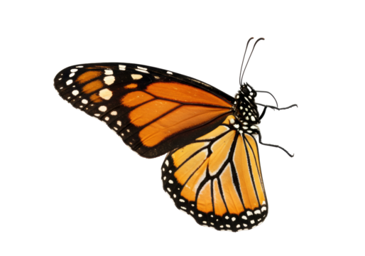 Isolated Monarch butterfly flutters elegantly against a simple backdrop, close-up view