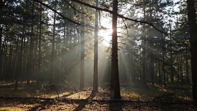 Sun rays piercing through towering pine branches in a forest, casting moving light and shadow patterns peaceful, beams, abstractart