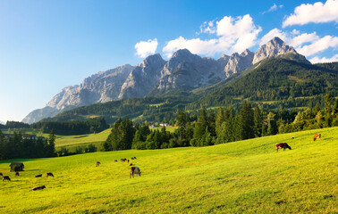 Naklejka na ściany i meble Captivating view of Alpine green fields and traditional wooden houses near Werfen am Tennengebirge with cow