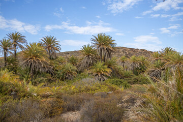 wildlife, palm trees