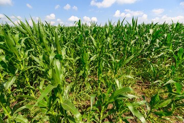 A Vast Lush Green Cornfield Stretching Out Beneath a Bright and Clear Blue Sky Above