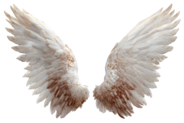 Two open, white feather wings against a black background