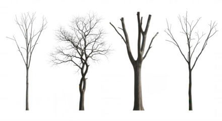 Bare branches and frosted foliage isolated on a transparent background