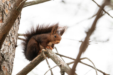 Ardilla en una rama de un pino con la cola tapándose el lomo y mirando para abajo