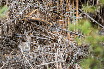 Conejo escondido en la maleza y camuflado muy bien. Se queda rezagado para que no o vean, gazapo.
