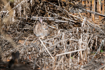 Conejo escondido en la maleza y camuflado muy bien. Se queda rezagado para que no o vean, gazapo.