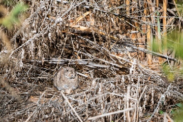 Conejo escondido en la maleza y camuflado muy bien. Se queda rezagado para que no o vean, gazapo.