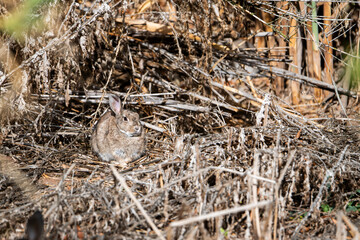 Conejo escondido en la maleza y camuflado muy bien. Se queda rezagado para que no o vean, gazapo.