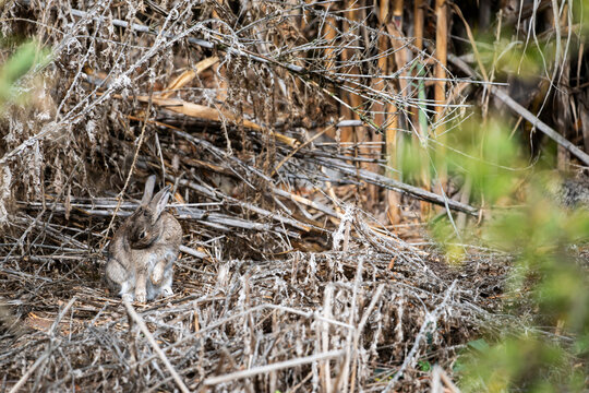 Conejo escondido en la maleza y camuflado muy bien. Se queda rezagado para que no o vean, gazapo.