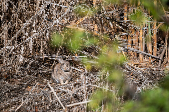 Conejo escondido en la maleza y camuflado muy bien. Se queda rezagado para que no o vean, gazapo.