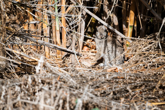 Conejo escondido en la maleza y camuflado muy bien. Se queda rezagado para que no o vean, gazapo.