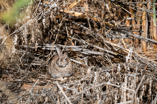 Conejo escondido en la maleza y camuflado muy bien. Se queda rezagado para que no o vean, gazapo.