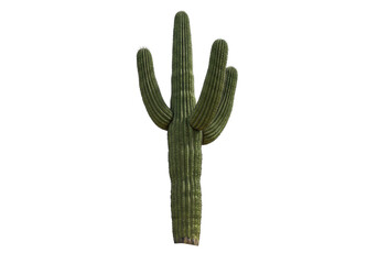 Isolated saguaro cactus desert plant. Native to Arizona with ribbed stem and arms or branches. © Fernando