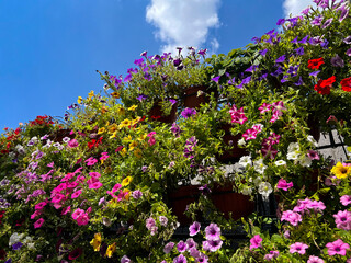 Obraz premium Colorful bright petunia flowers against the blue sky.