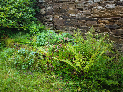 Lush perennial and fern garden with stone wall backdrop in quiet outdoor space