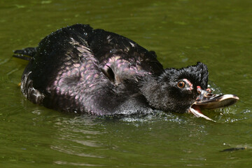 Marreco doméstico se banhando no lago do jardim do Museu da República - Catete - RJ