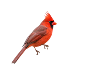 Isolated Northern Cardinal perched beautifully, a striking bird often seen in the winter months