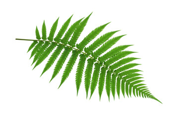 Isolated Green Fern Frond Beauty, Freshness of a Summer Leaf, Exotic, Tropical and Healthy