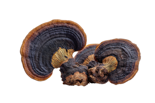 Layered bracket fungi with brown and dark ring patterns