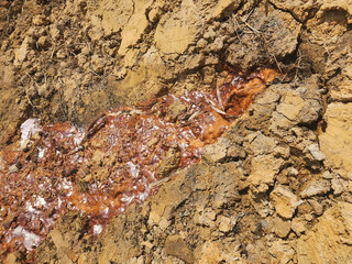 Soil sampling used for planting.