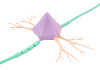 Isolated Neuron cell model featuring axon and dendrites for neuroscience and biology study