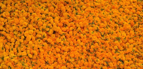 orange flowers background