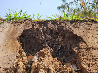 Soil sampling used for planting.