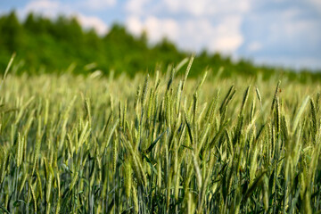 A lush green wheat field is flourishing beautifully under a bright blue sky on a happy sunny day